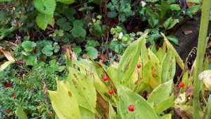 Herbstliches Geschehen 13