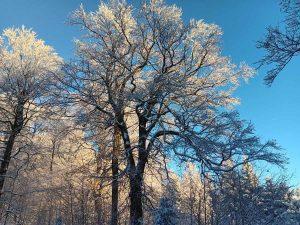 la_herberge_2025_11-17_1200x900