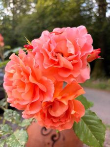 la_herberge_2026_06-34_900x1200