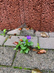 la_herberge_2026_09-07_900x1200